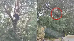 Man climbs tree demanding cancellation of transfer in MP