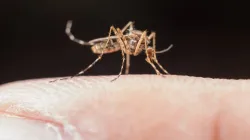 West Nile Virus 