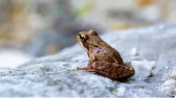 Dead frog found in wafers packet