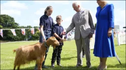 King Charles and Queen Camilla pet a rare Golden Guernsey Goat during their tour of the Channel Islands.