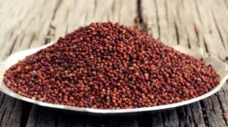 Include finger millet to your diet to lose weight