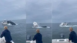 Whale surfaces, capsizes fishing boat off New Hampshire coast