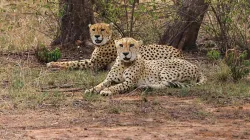 Cheetahs (Image used for representational purposes)