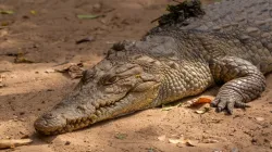 Gujarat rains, 30 year old man dies after crocodile attack in Vadodara flood, Vadodara rains, Gujara