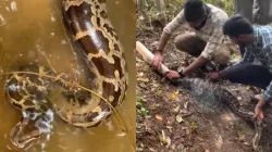 Massive python gets entrapped in fishing net 