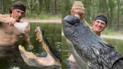 Man feeds giant alligator