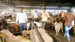 No meat sale in Mumbai on September 4 and 7 as Deonar slaughterhouse to remain closed