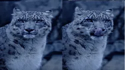 Snow leopard viral image