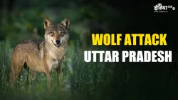 Why and when wolves attack humans?