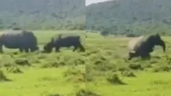 A viral video showcases a rhino flipping a buffalo in an intense showdown.