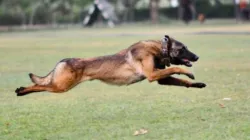 Indian Army dog ‘Phantom’ dies 