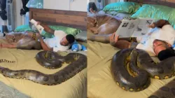  US man reading book with giant anaconda on bed 