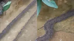 WATCH: Ants build bridge to cross water