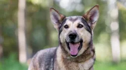 German Shepherd-Husky mix dog