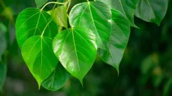 Peepal leaves