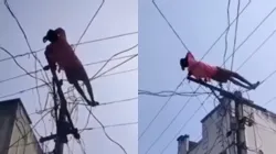 Viral video of drunk man sleeping on live wires