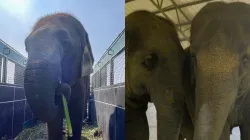 Elephants to receive lifelong care and support at Vantara
