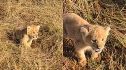 Lion cub calls out to its mother