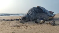 olive ridley turtle deaths 