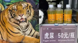 Chinese zoo sells bottled tiger urine for Rs 596