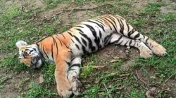 tigress dies of electrocution in Maharashtra