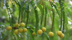 Amla leaves