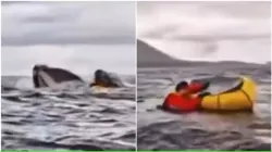 Kayaker humpback whale