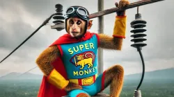 Memes flood internet after monkey causes power outage