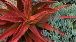 red aloe vera becoming the most wanted ingredient in personal care