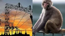 Monkey causes power outage in Sri Lanka