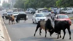 bull attack,