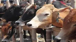 Cow vigilantes in Haryana 