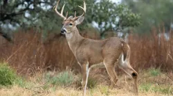 deer hunting lawrence bishnoi 