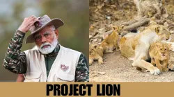 What is 'Project Lion'? 