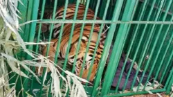 tiger, man eating tiger captured,