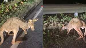 Kangaroos in West Bengal