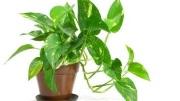 neon pothos plants Buy Pothos Neon Houseplant Online