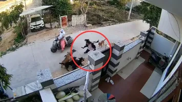 Video: Pack of stray dogs attack woman in Rajasthan, horrifying ...