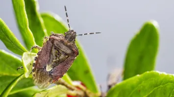 A kissing bug, the insect responsible for spreading Chagas disease, seen perched on a leaf.