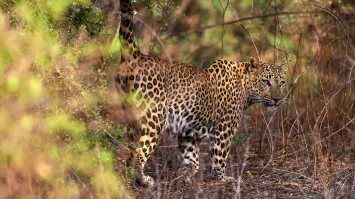 Leopard, unborn cubs die due to suspected quarrying blast near Bengaluru;  Karnataka government orders probe | Karnataka News – India TV