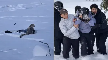 Tourist mauled by snow leopard while taking photo: 5 things travellers are  rarely told about wildlife habitats | Travel News – India TV