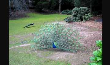 Peacock carcasses