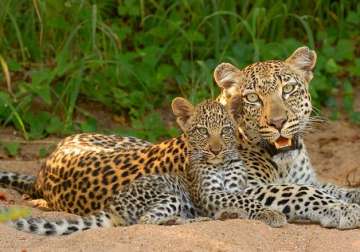  leopardess carrying a cub Representation image