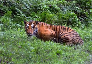 Global surge in wild tigers for the first time in 100 years