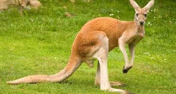 Australia killing almost 2000 kangaroos