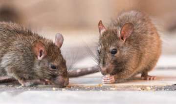 Rats nibble patient in hospital