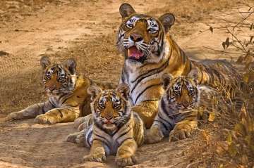 Tigers