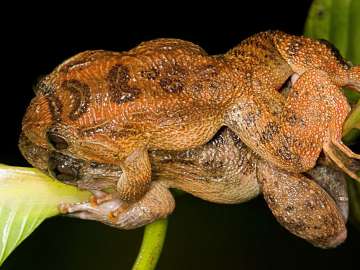 Bombay Night Frogs