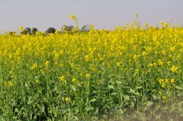 Mustard crop