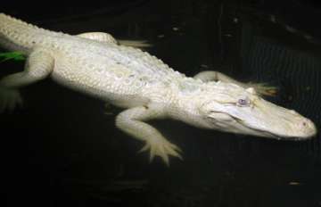 Gori, the rare albino crocodile, lays eggs after four decades